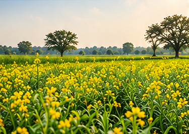 Blooming Mustard Flowers in Farm Field